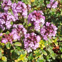 Thymus  'Doone Valley'